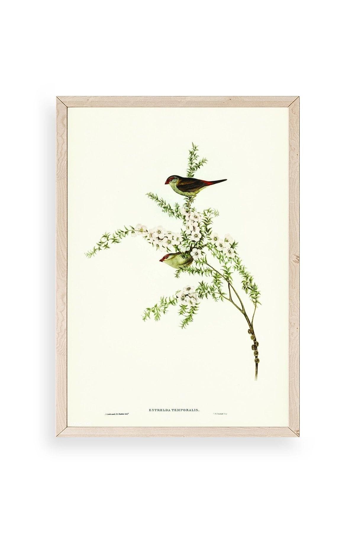 Daldaki Kuş Ahşap Çerçeveli Tablo 23 x 30