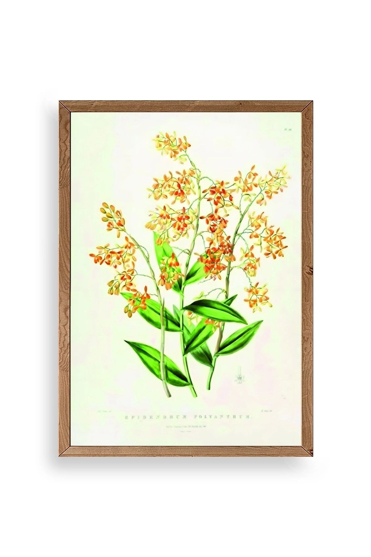 Çiçek Ahşap Çerçeveli Tablo 23 x 30