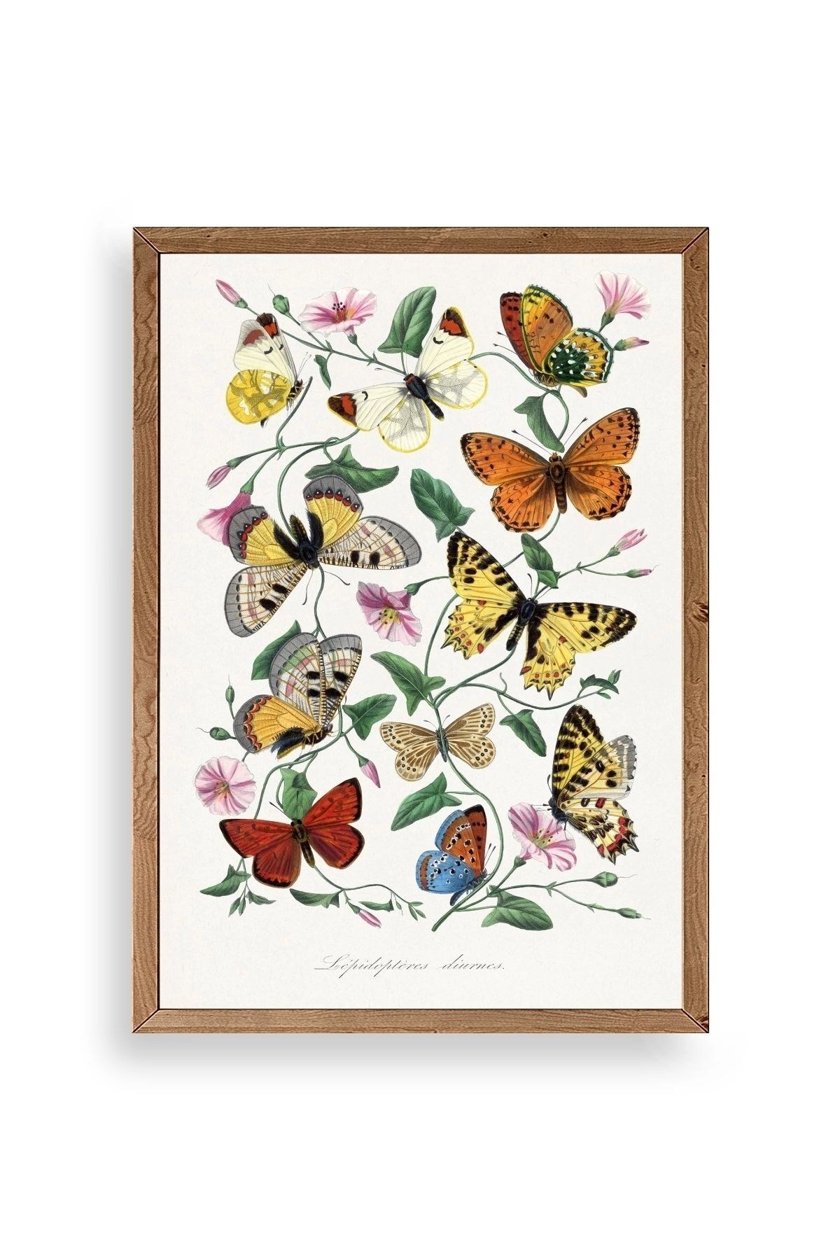 Lepidopteres Diurnes Ahşap Çerçeveli Tablo 17 x 23