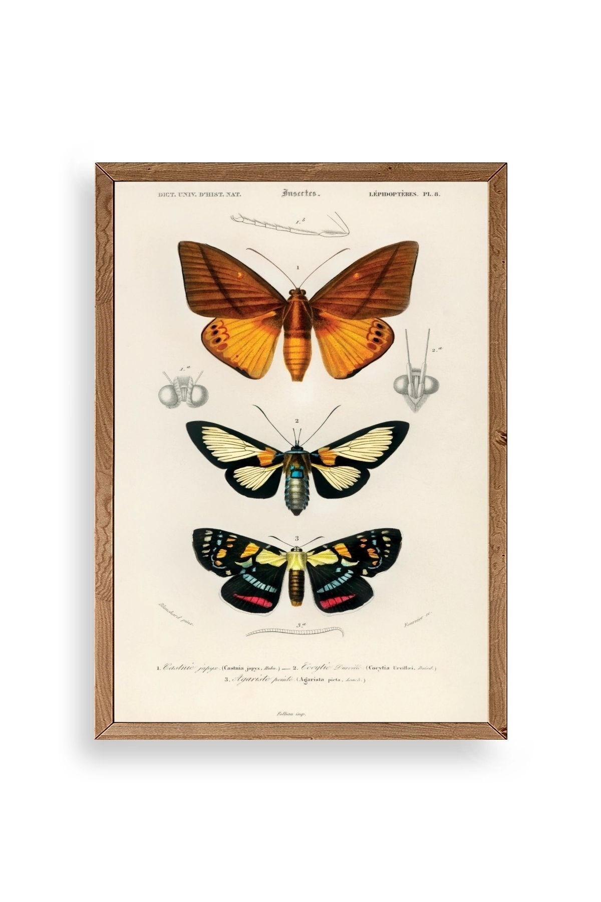 Kelebekler Ahşap Çerçeveli Tablo 50 x 70