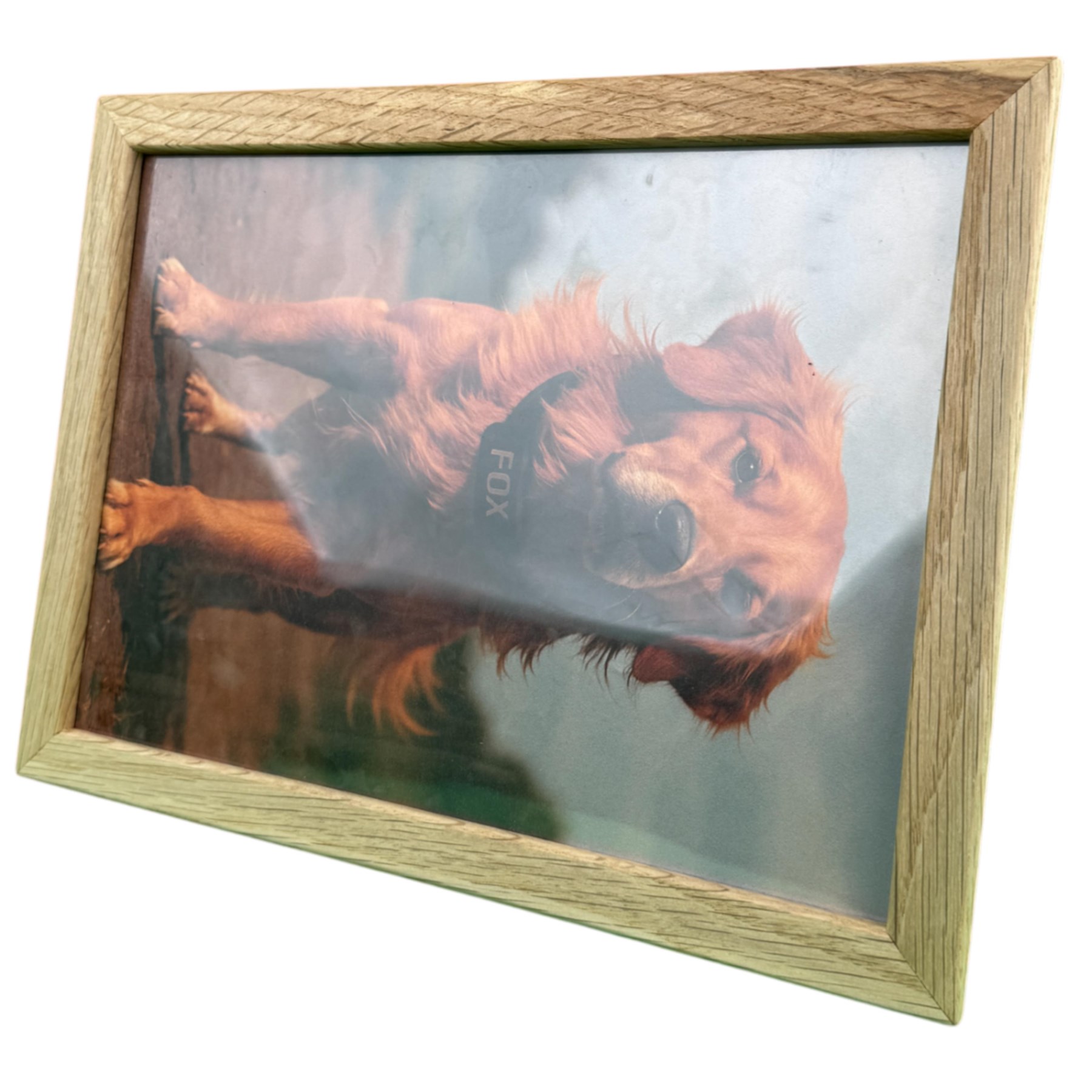 Meşe Ağacı Köpek Çerçevesi