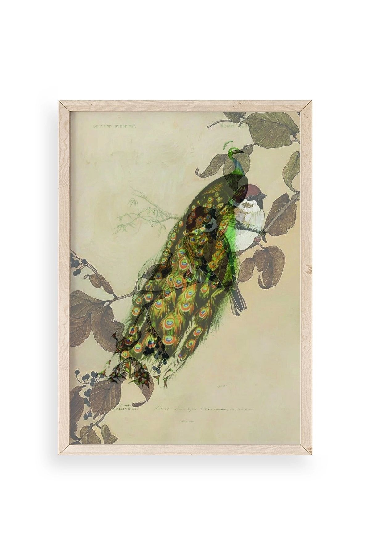 Kuş Ahşap Çerçeveli Tablo 30 x 42