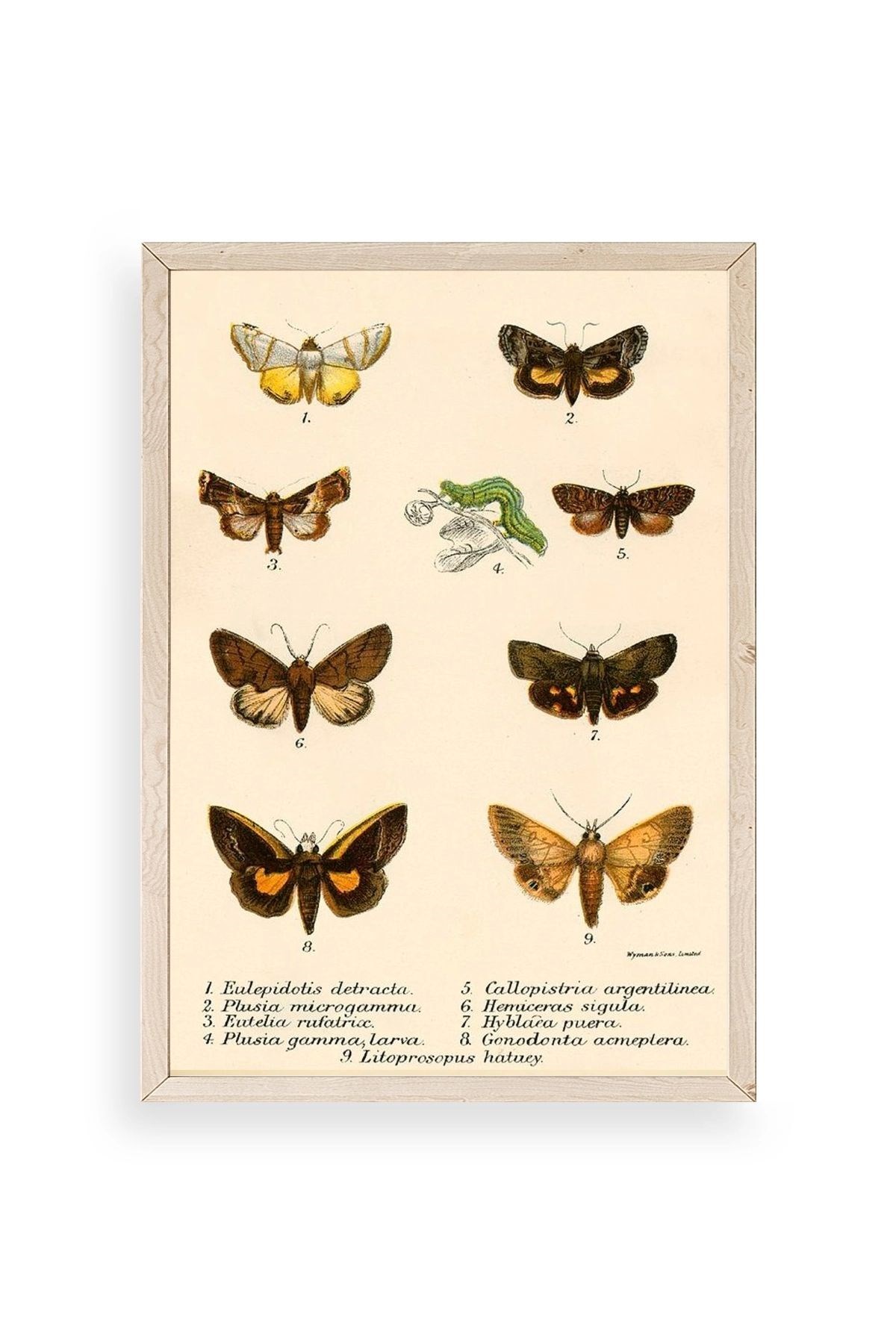 Kelebekler Ahşap Çerçeveli Tablo 50 x 70