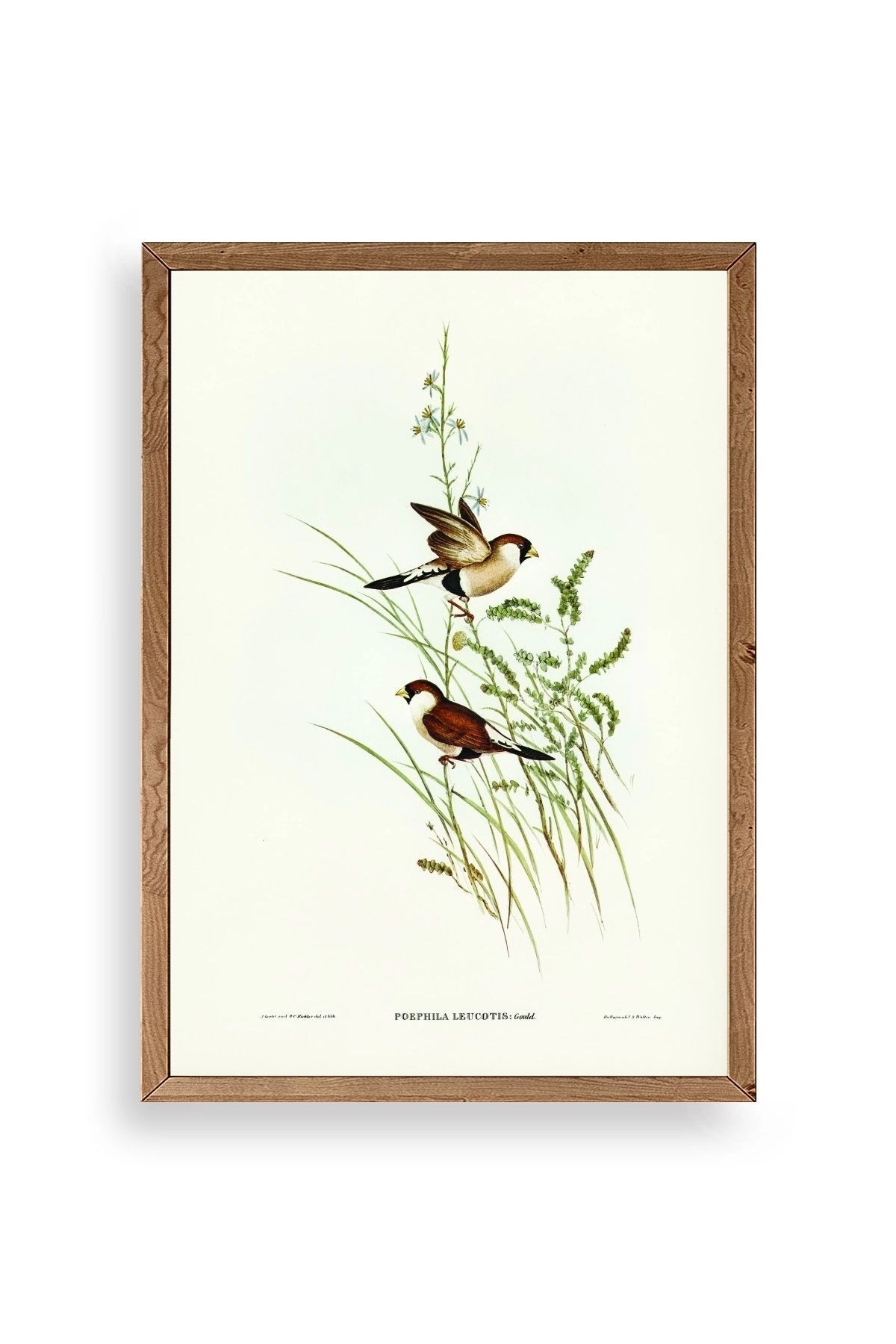 Kuşlar Ahşap Çerçeveli Tablo 50 x 70