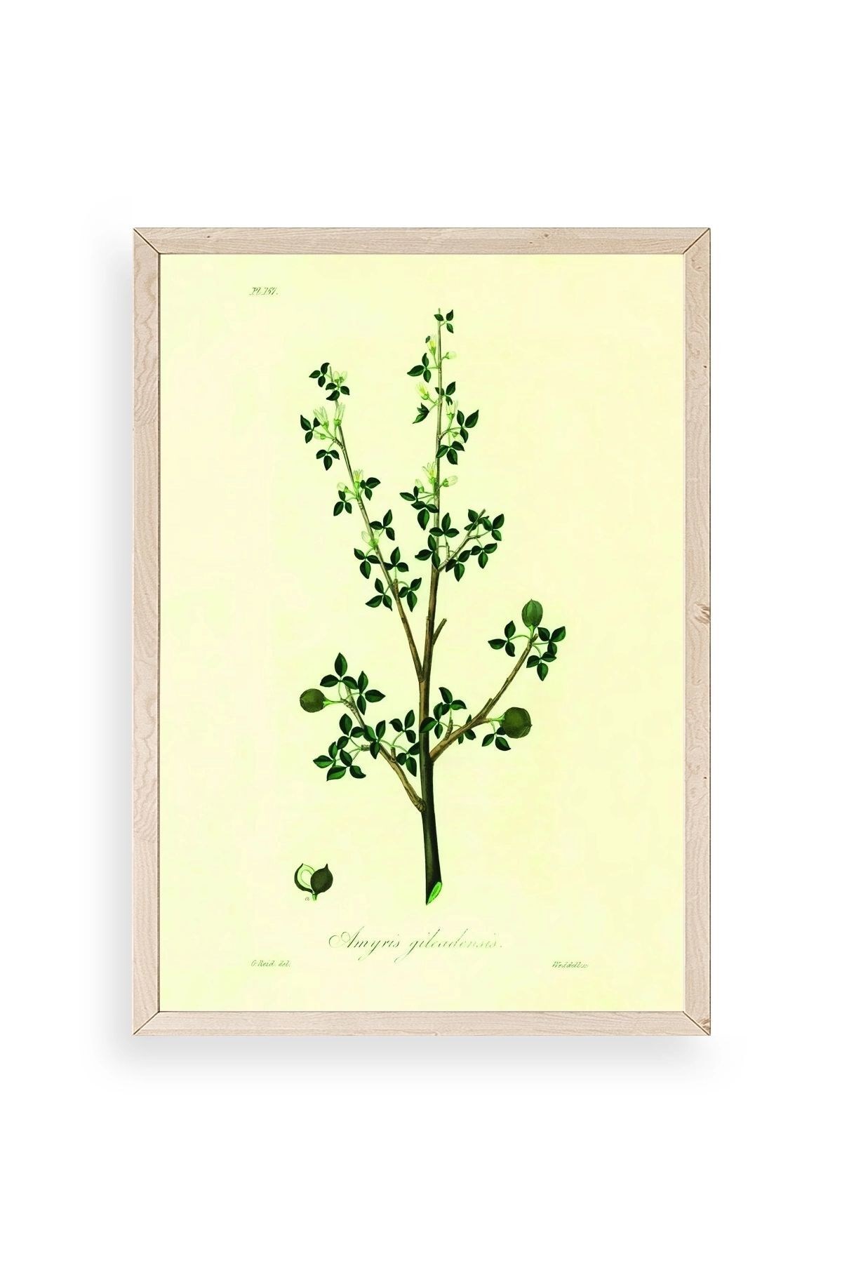 Yapraklar Ahşap Çerçeveli Tablo 23 x 30