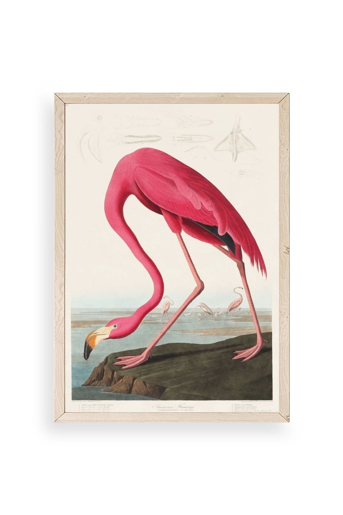 Flamingo Ahşap Çerçeveli Tablo 23 x 30