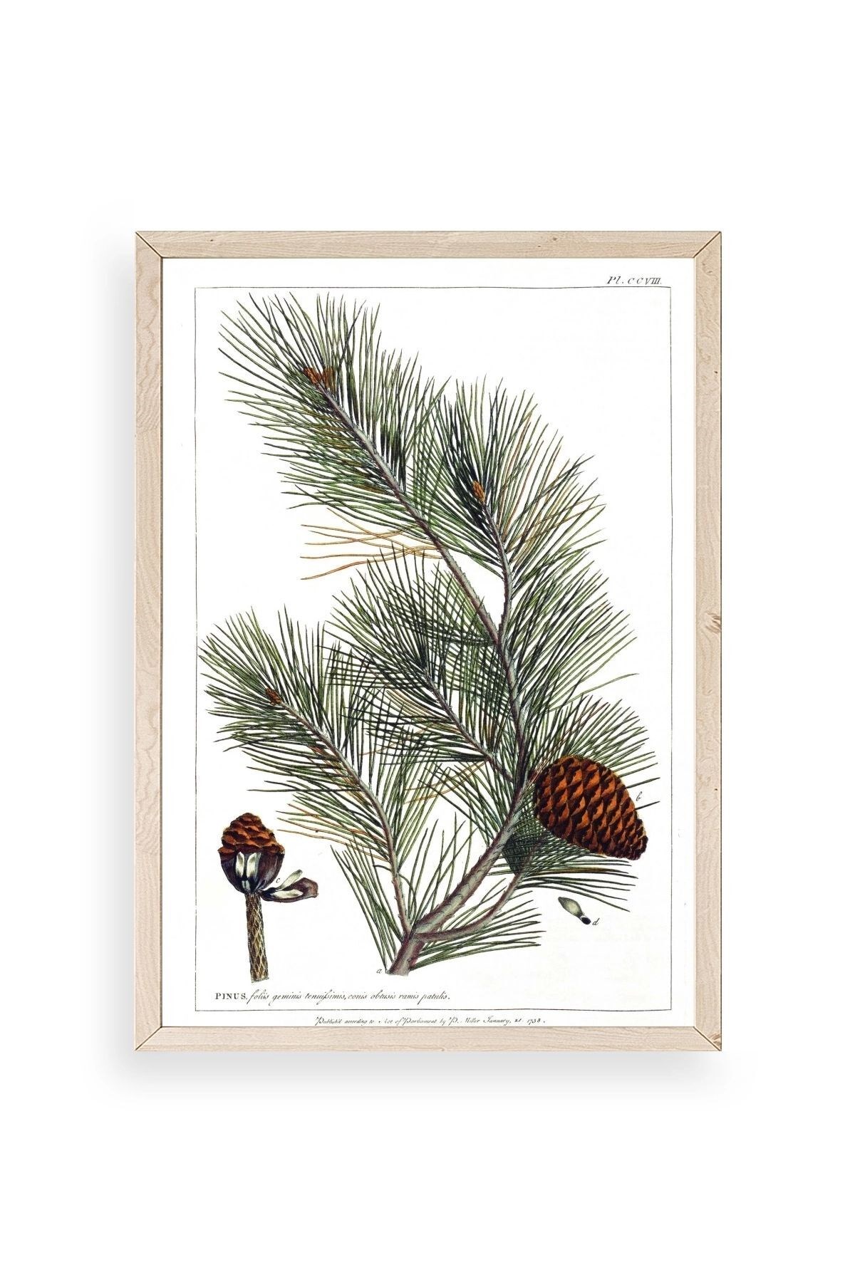 Çam Ahşap Çerçeveli Tablo 50 x 70