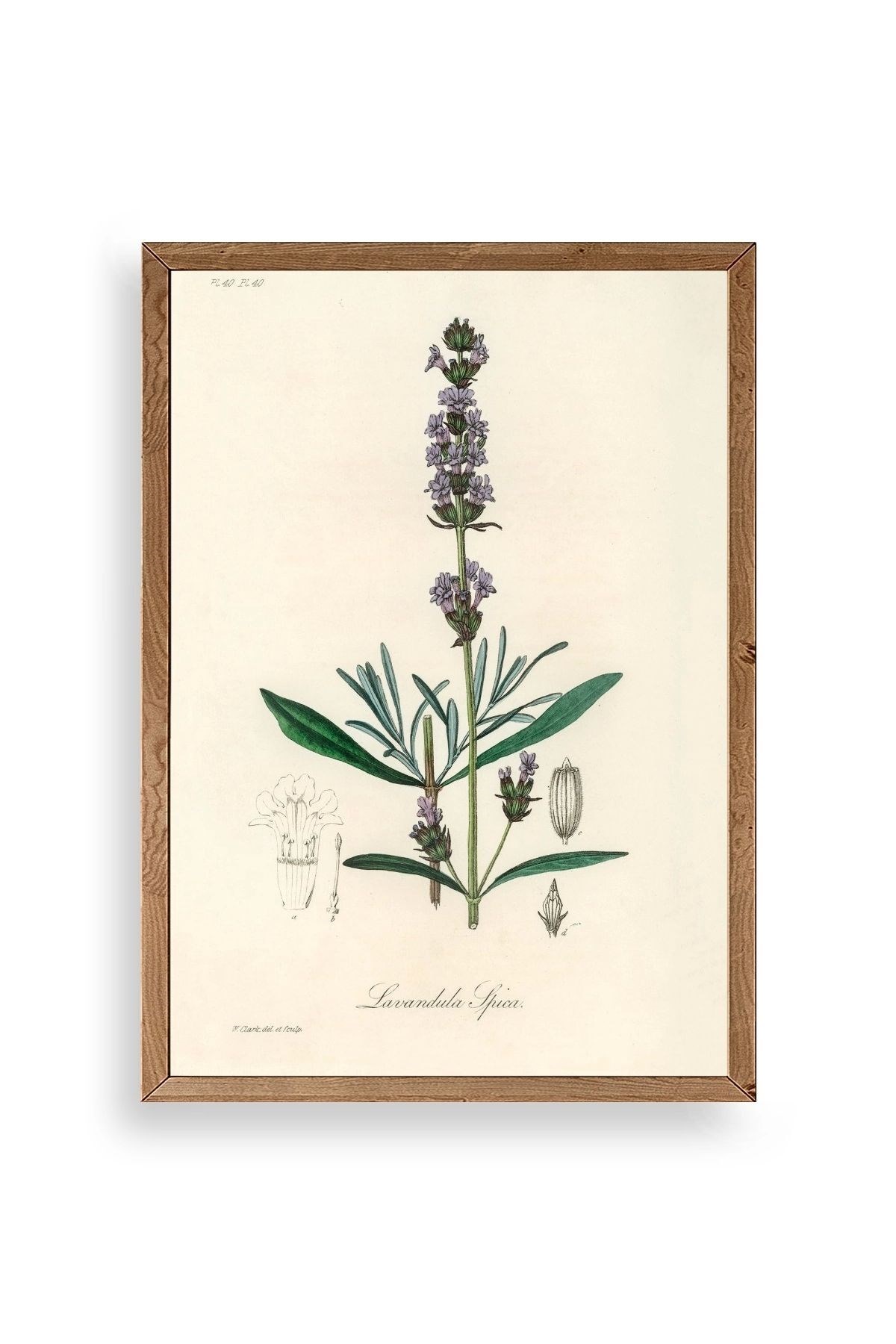 Yaprak Ahşap Çerçeveli Tablo 23 x 30