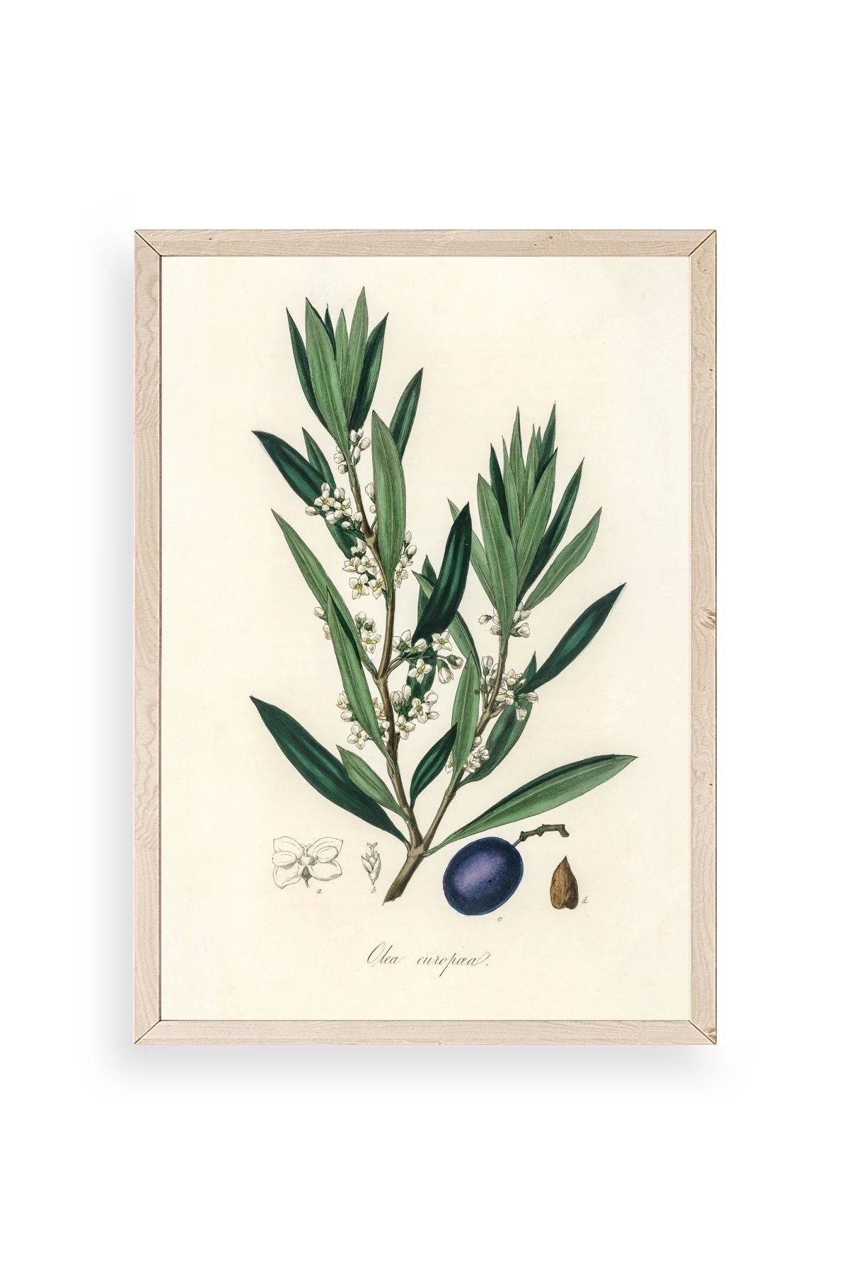 Yaprak Ahşap Çerçeveli Tablo 17 x 23