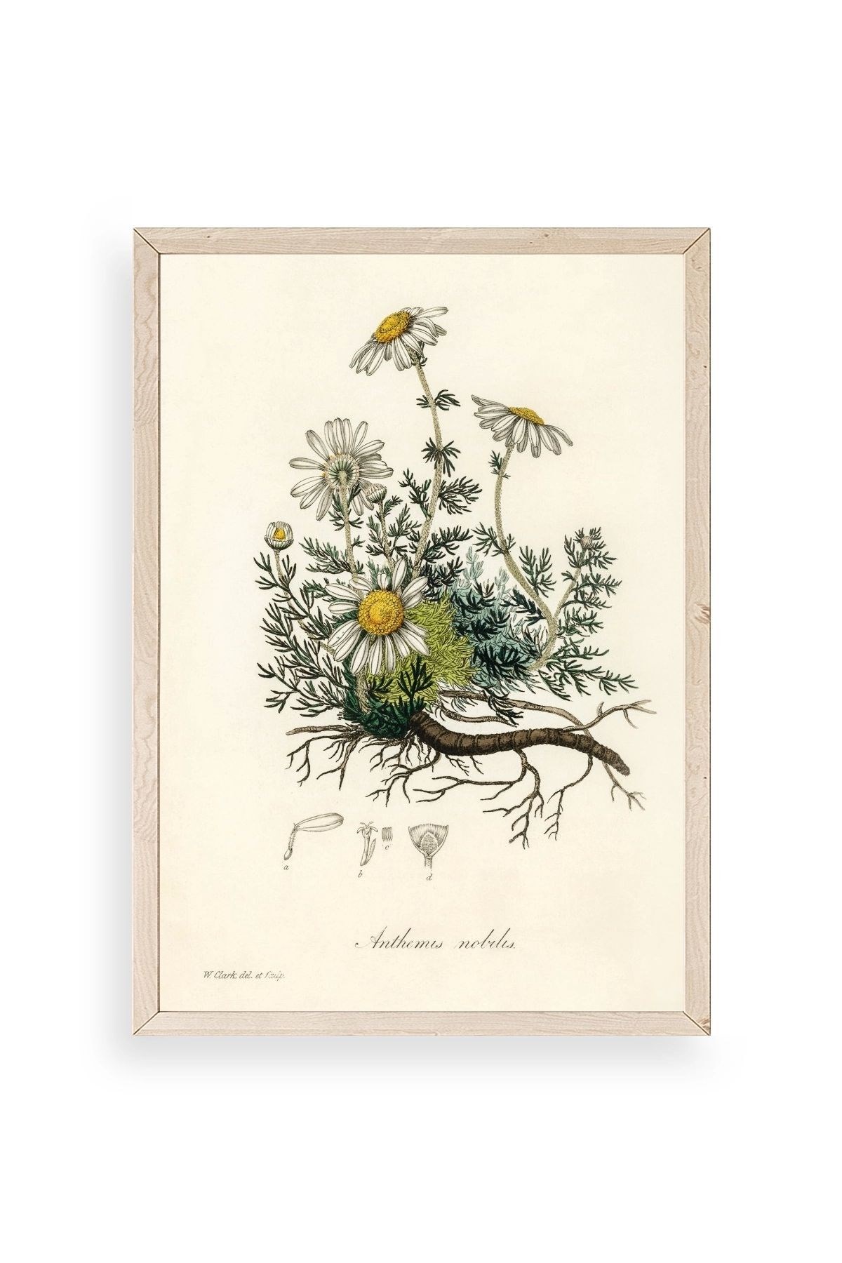 Papatya Ahşap Çerçeveli Tablo 30 x 42