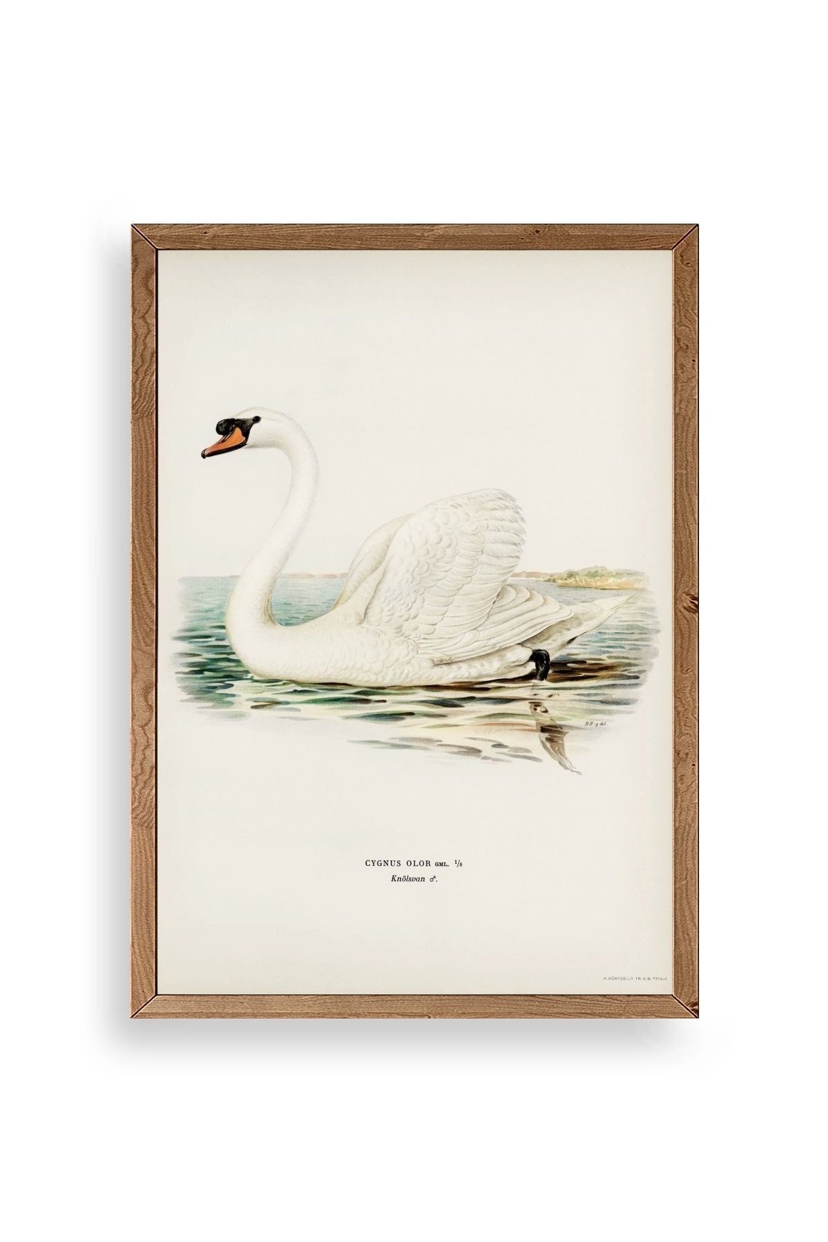 Kuğu Ahşap Çerçeveli Tablo 23 x 30