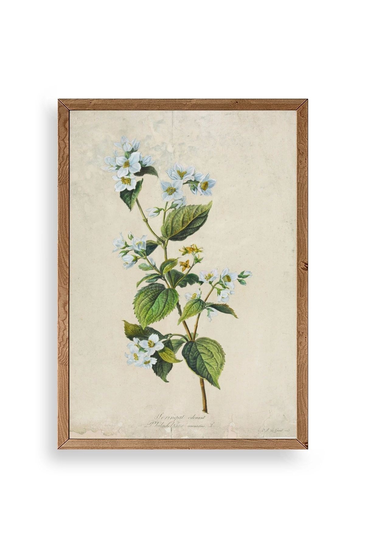 Çiçek Ahşap Çerçeveli Tablo 50 x 70