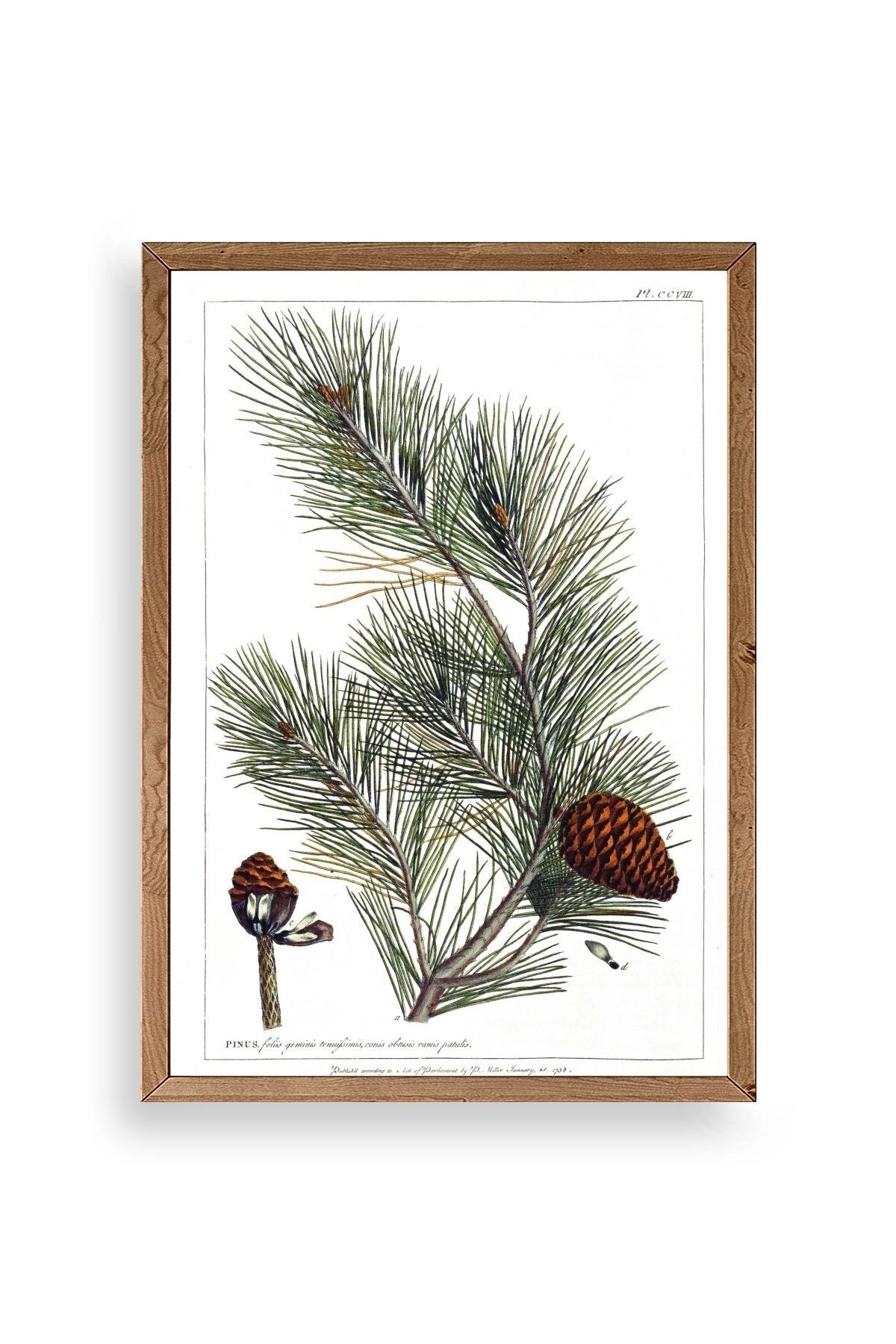 Çam Ahşap Çerçeveli Tablo 17 x 23