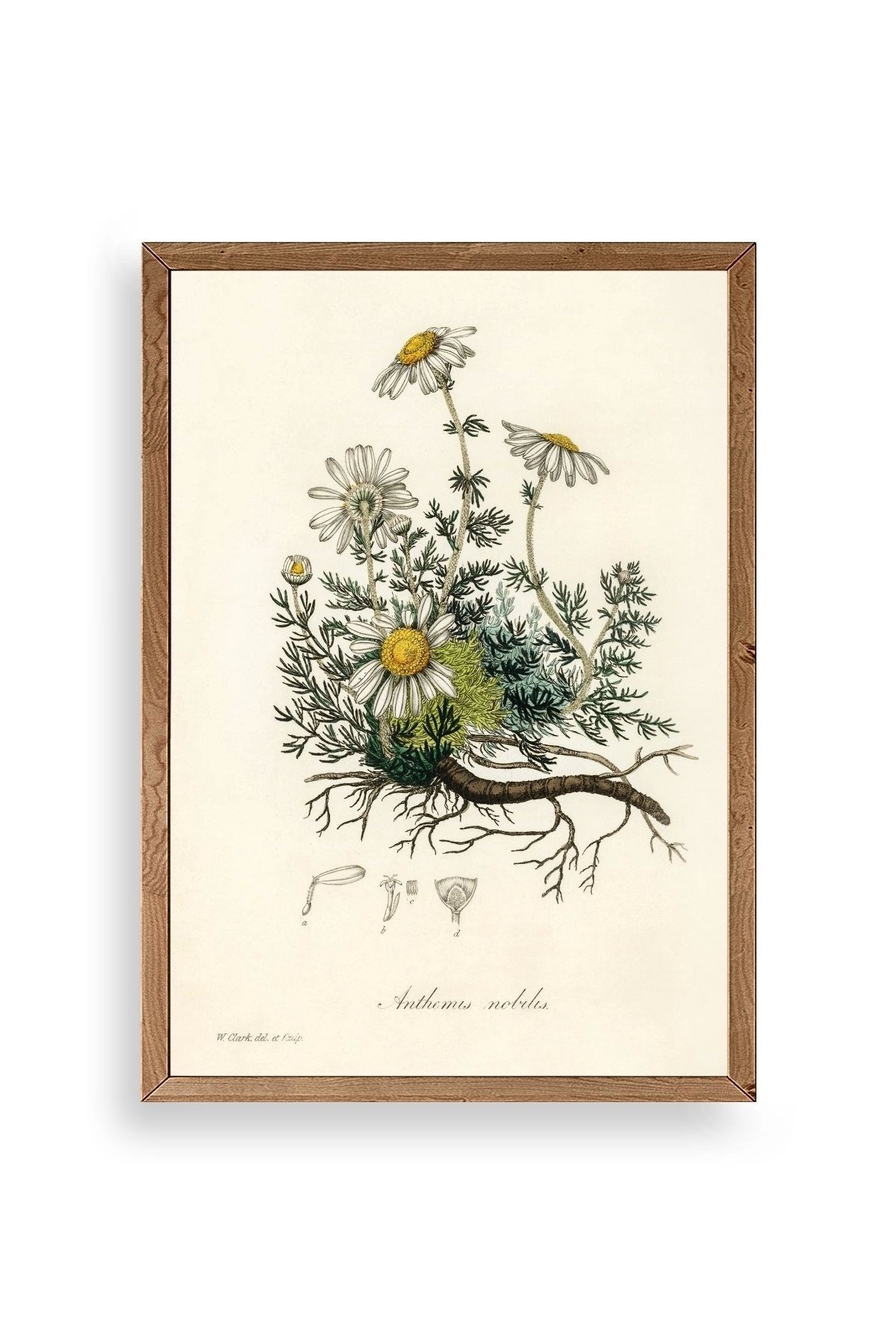 Papatya Ahşap Çerçeveli Tablo 50 x 70