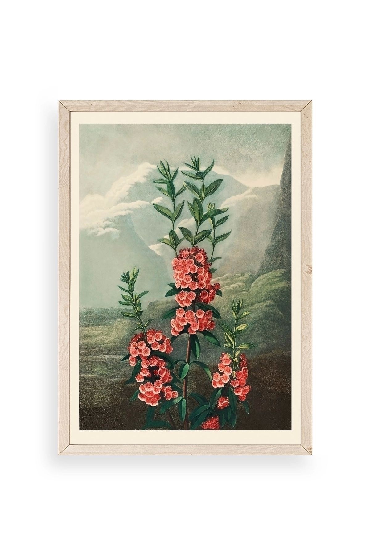 Narrow-Leaved Kalmia Ahşap Çerçeveli Tablo 30 x 42