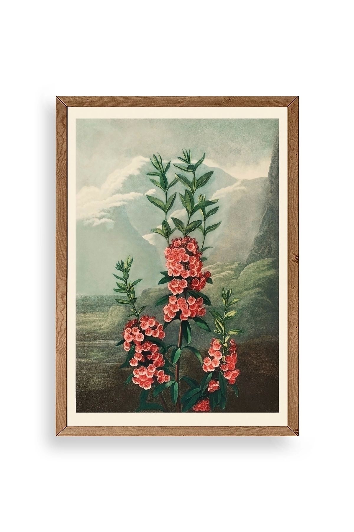 Narrow-Leaved Kalmia Ahşap Çerçeveli Tablo 30 x 42