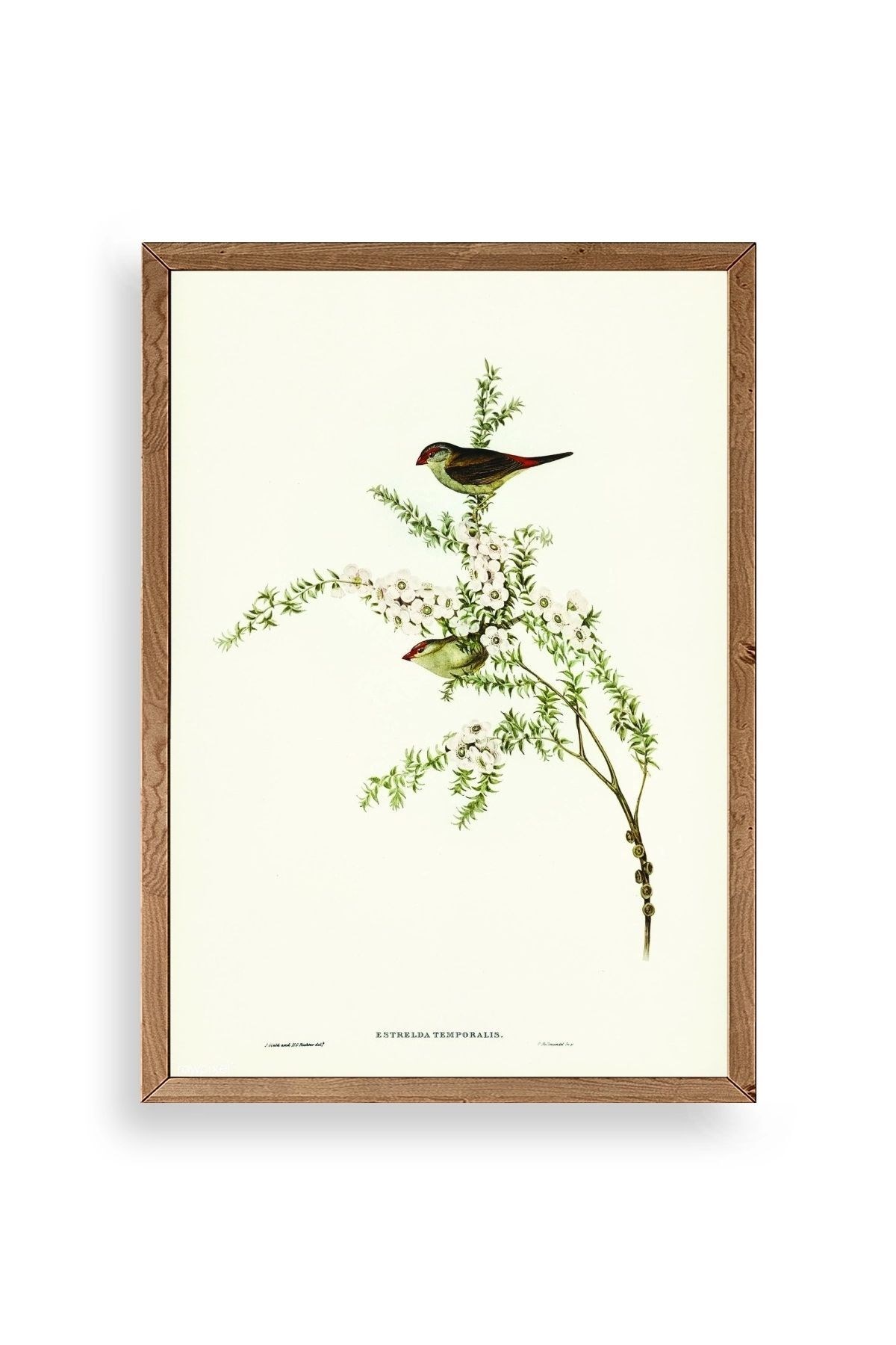 Daldaki Kuş Ahşap Çerçeveli Tablo 17 x 23