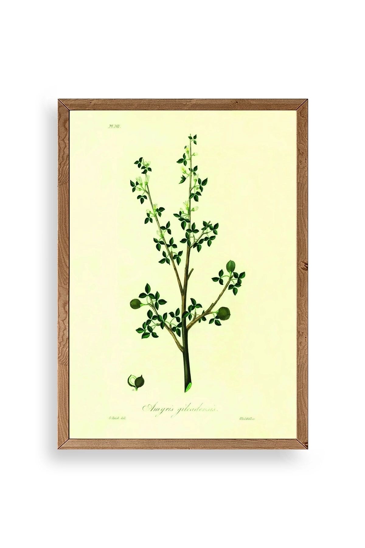 Yapraklar Ahşap Çerçeveli Tablo 23 x 30