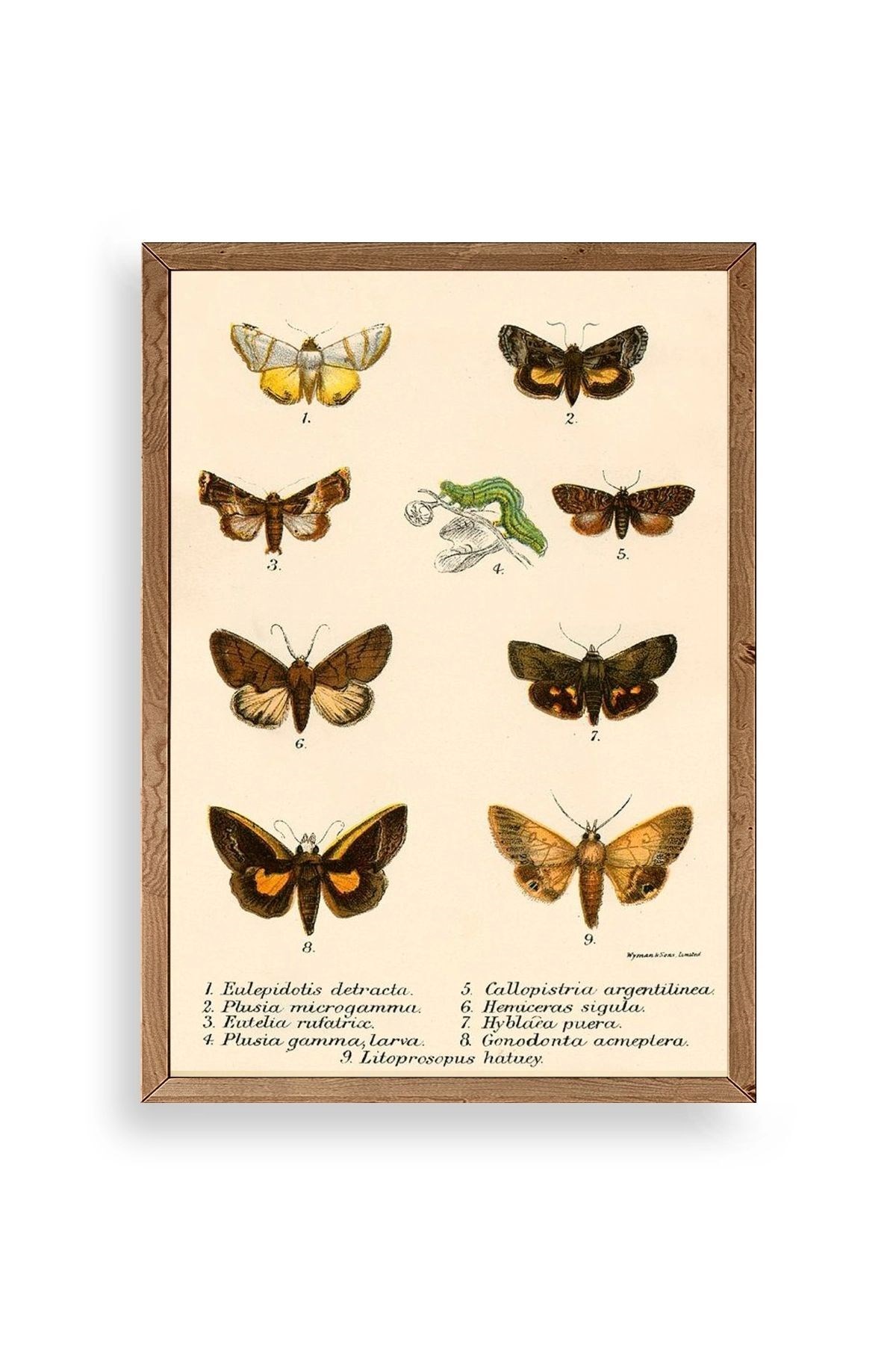 Kelebekler Ahşap Çerçeveli Tablo 23 x 30