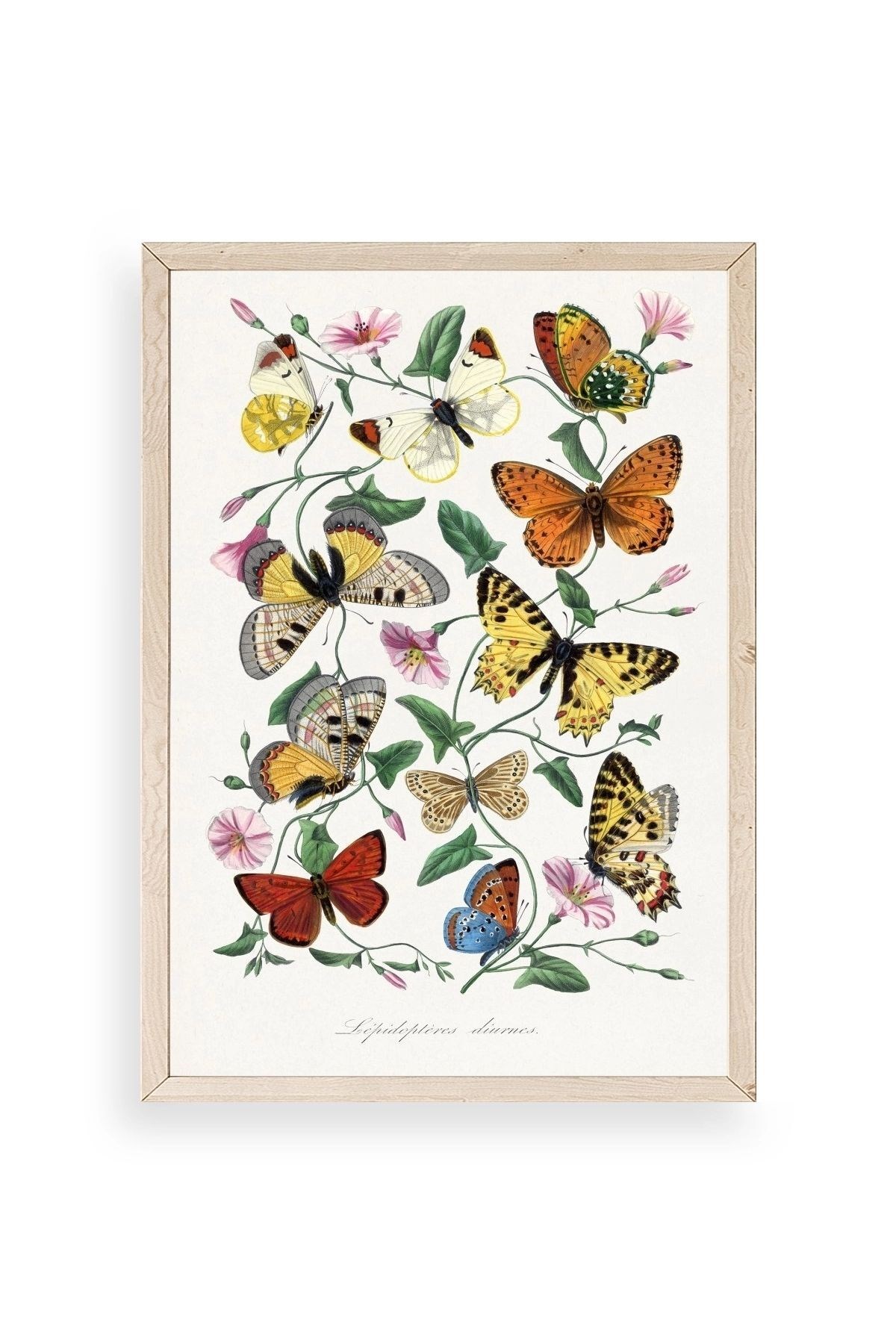 Lepidopteres Diurnes Ahşap Çerçeveli Tablo 50 x 70