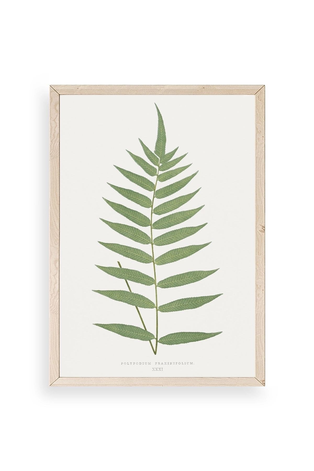 Polypodium Franxinifolium Ahşap Çerçeveli Tablo 17 x 23