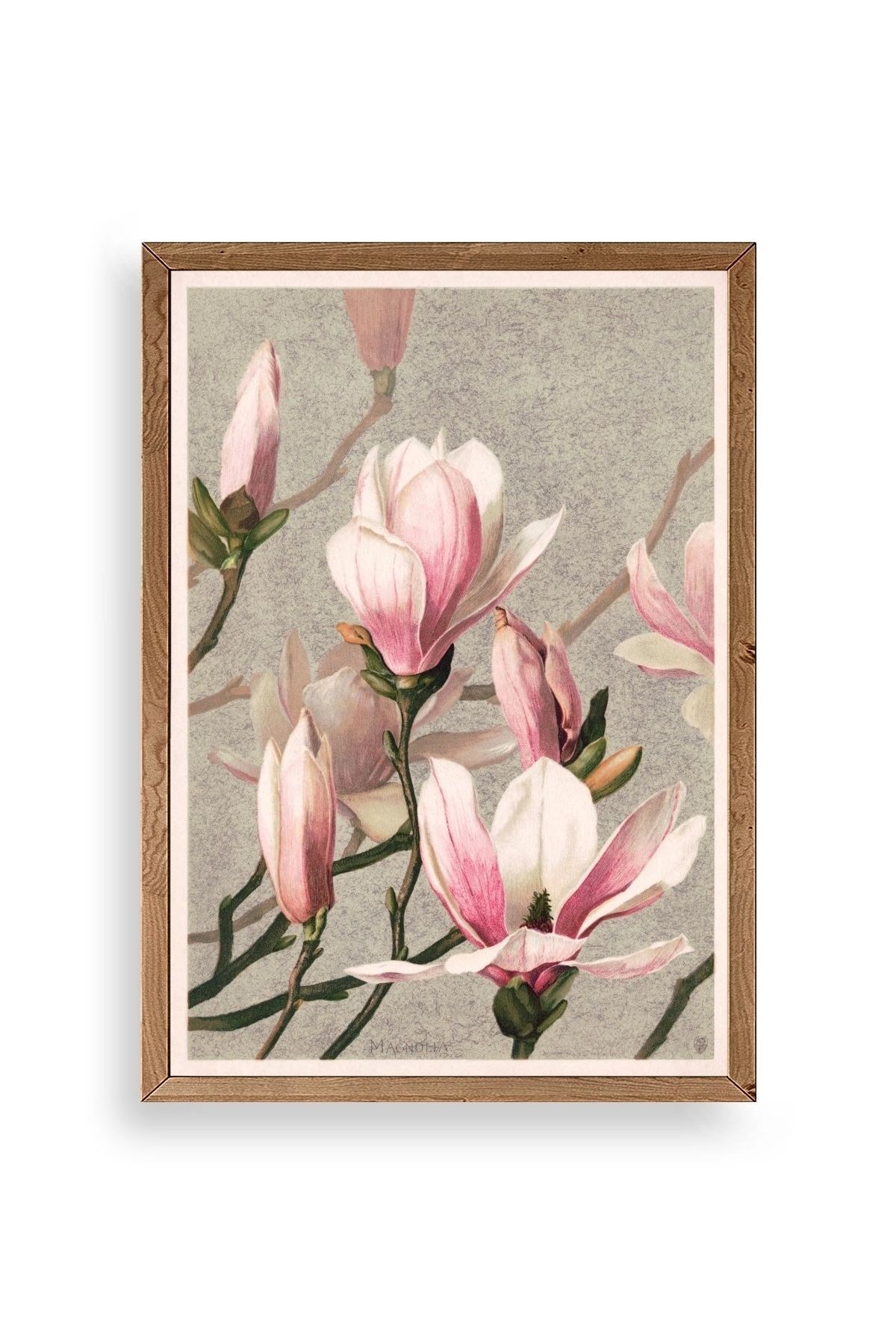 Magnolia Flowers Ahşap Çerçeveli Tablo 23 x 30