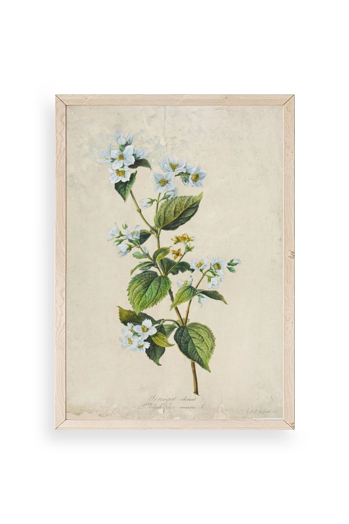 Çiçek Ahşap Çerçeveli Tablo 17 x 23