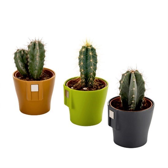 Cactus Magnet Pastel Mıx Saksı - 26219