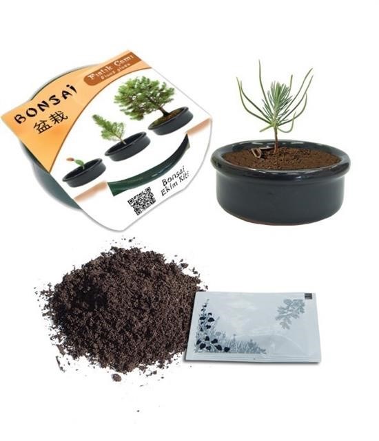 BUFFER® Toprak Saksılı Bonsai Fıstık Çam Bitkisi Mini Ekim Kiti Seti