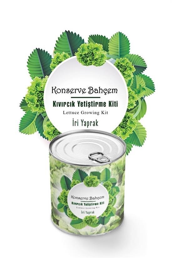 BUFFER® Konserve Bahçem Evde Konservede İri Yapraklı Kıvırcık Yetiştirme Kiti