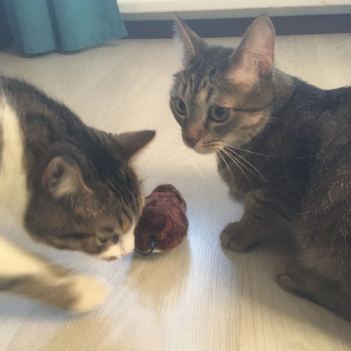 Kurmalı Kedi Eğitim Oyuncağı Tüylü Peluş Fare Yakalama İnteraktif Sevimli Eğlenceli Oyuncak — Veyo — görsel 5