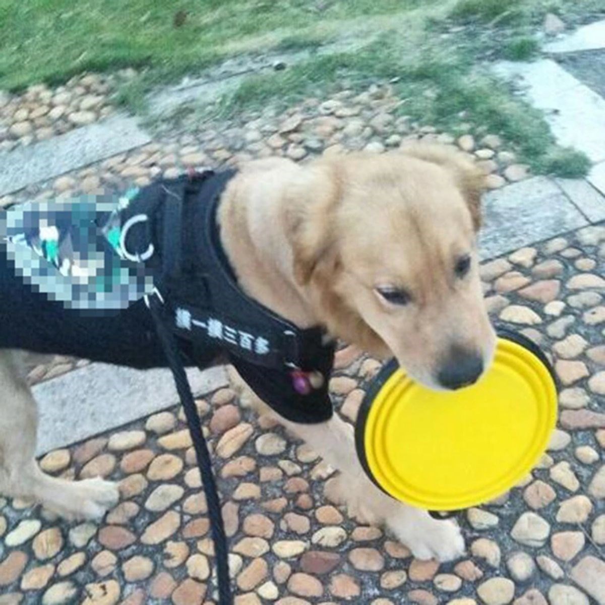 Katlanabilir Kedi Köpek Mama ve Su Kabı Köpek Oyuncağı — Veyo — görsel 6