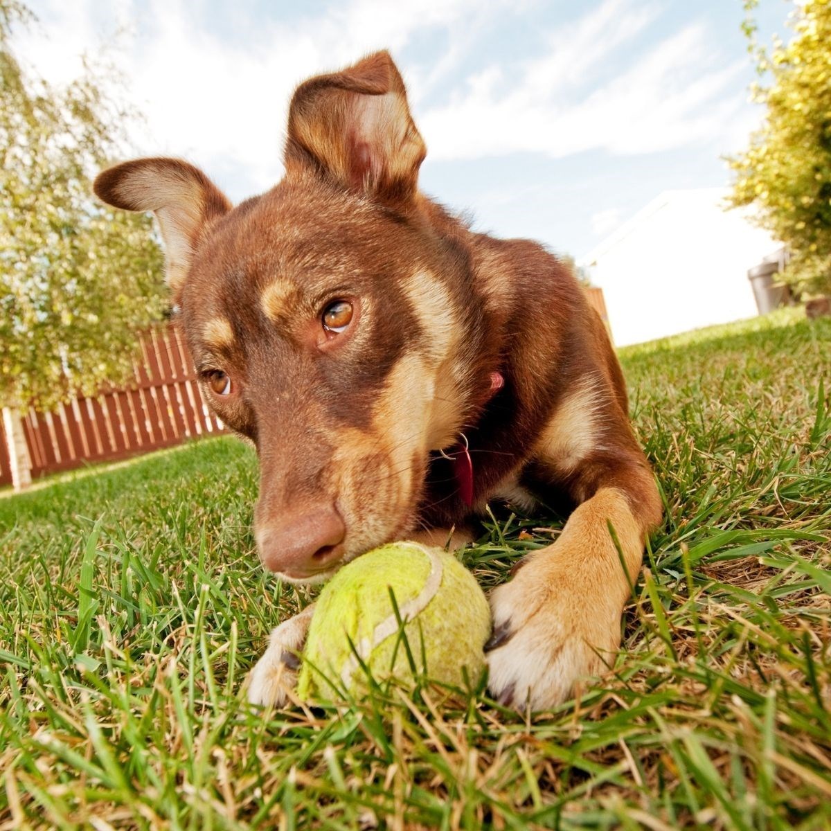3lü Renkli Desenli Tenis Topu Kedi Köpek Oyuncağı — Veyo — görsel 7